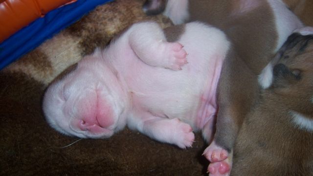 Englisch Bulldog Welpen, aus seriöser Liebhaberzucht