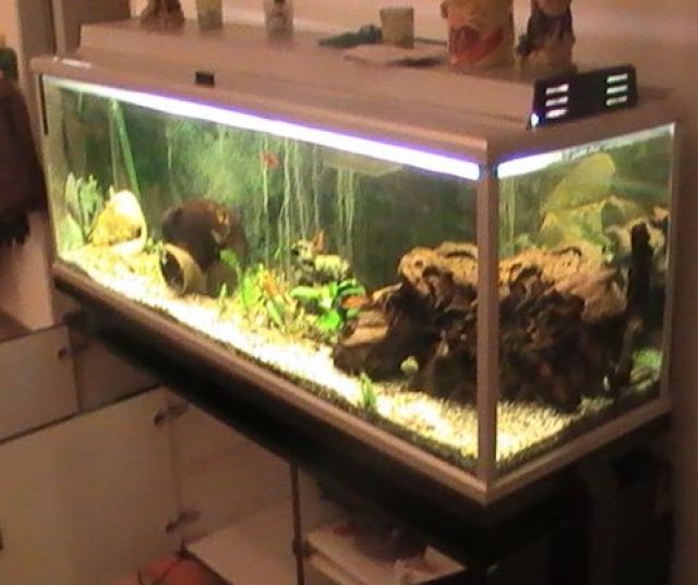 Aquarien und Zubehoer Kleinanzeigen Aquarien und