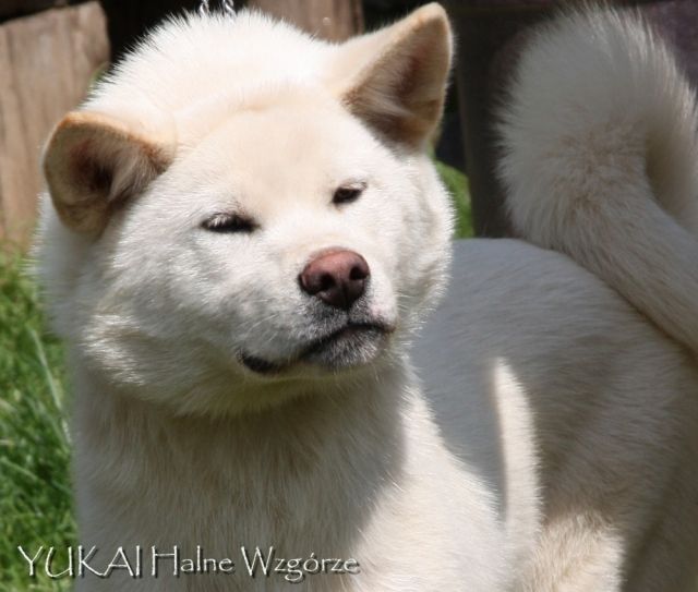 AKITA INU Japanische Akita weiss Rüde