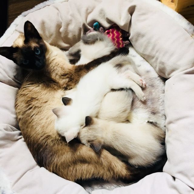 Siam SealPoint/ Heilige Birma BluePoint Kitten