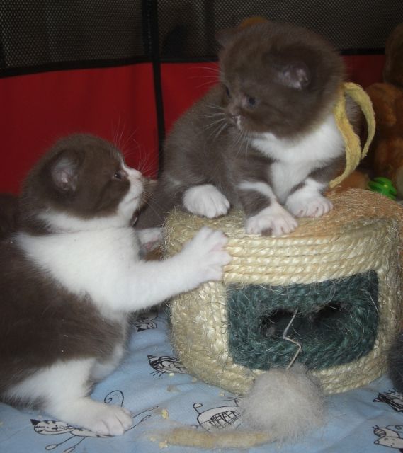 Katzen Kleinanzeigen Katzen Annoncen Katzen Inserate