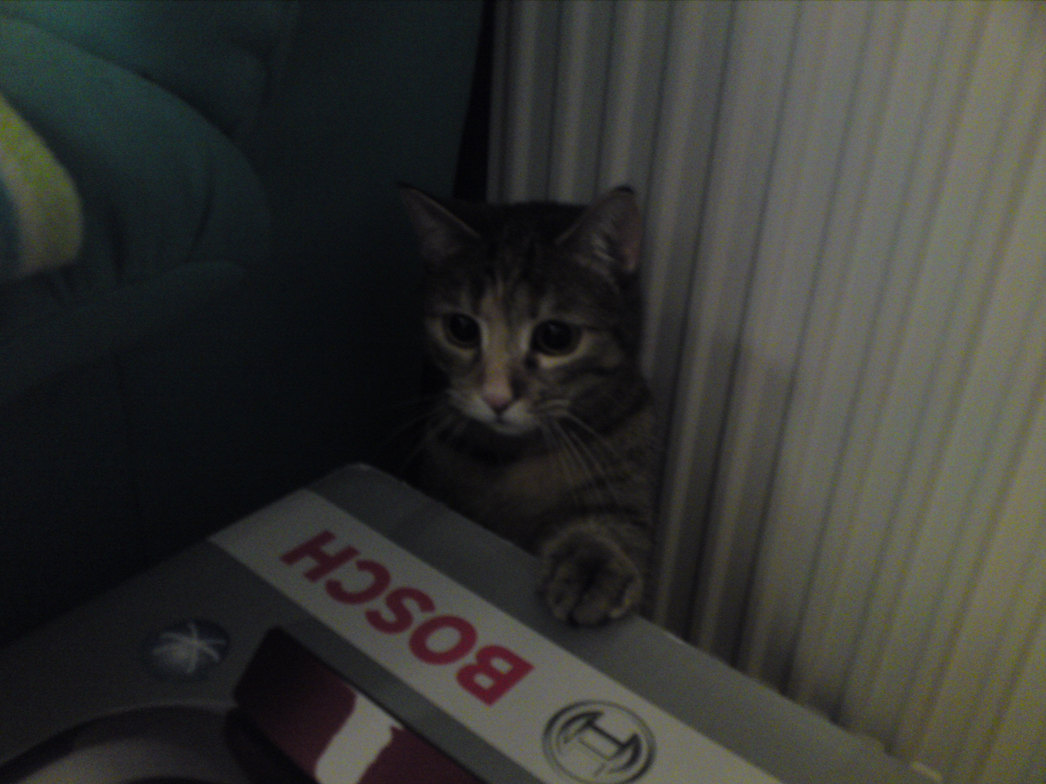 Meine Katze frisst kein Nassfutter mehr... Tierarzt