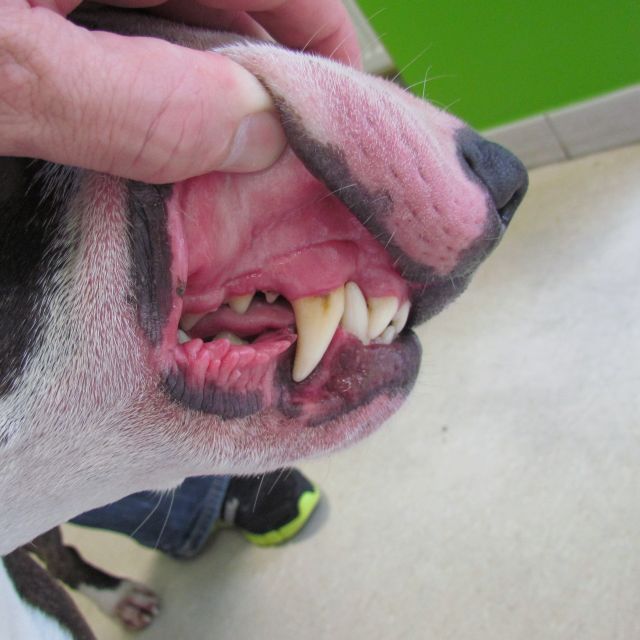 Allergien bei Hund und Katze Tierarztpraxis im Koelle Zoo