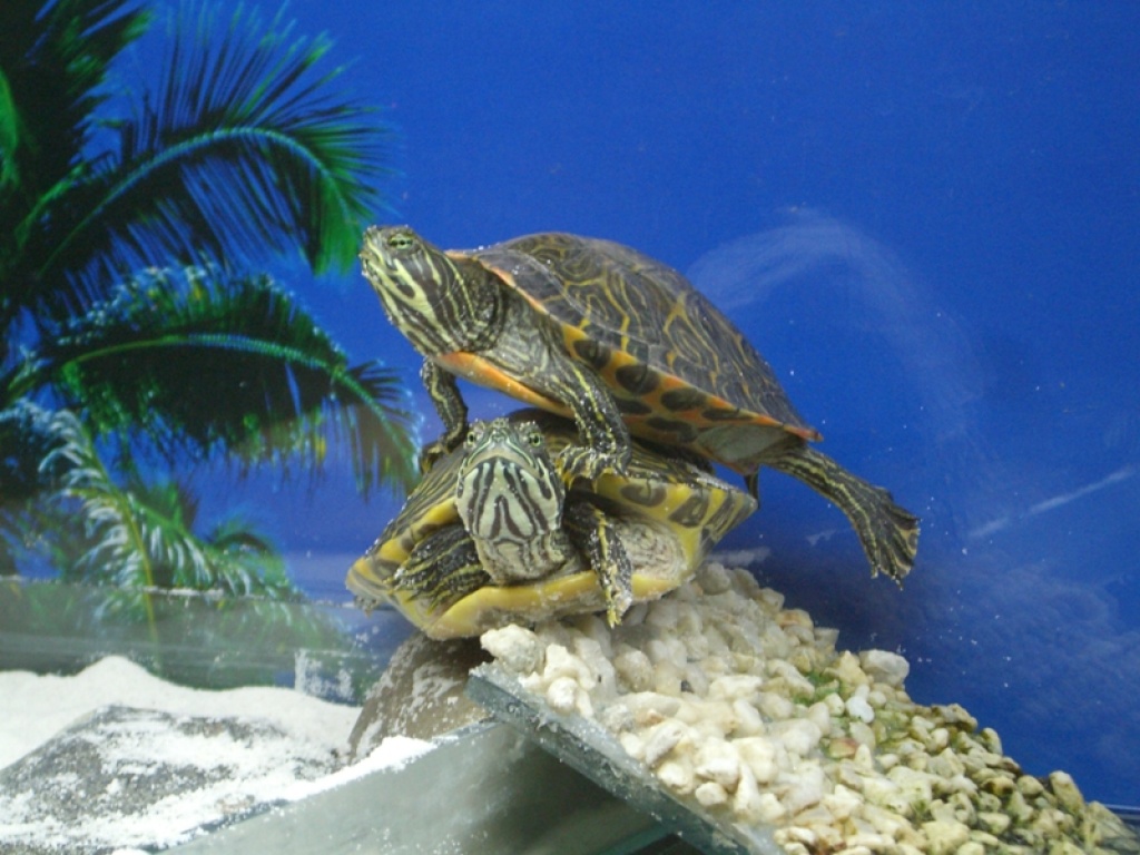 Schildkröten Bilder Kostenlos