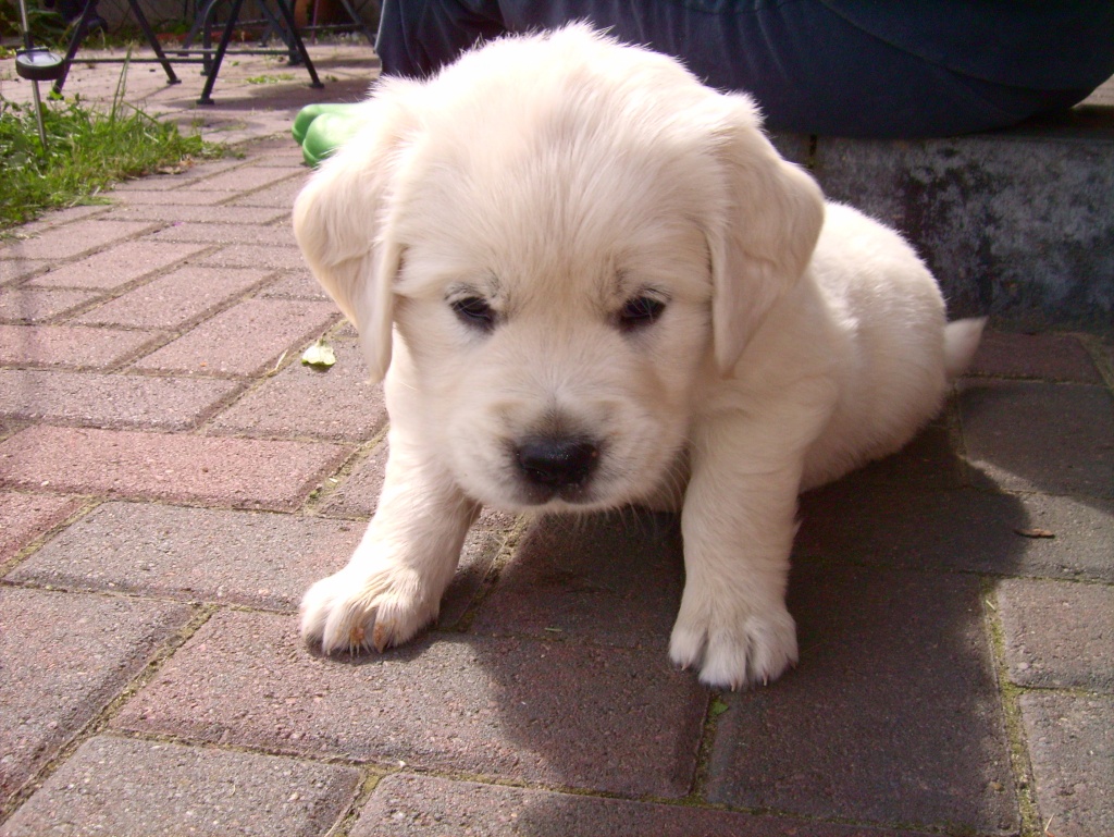 Kleiner süßer, verspielter Golden Retriever Welpe Golden Retriever