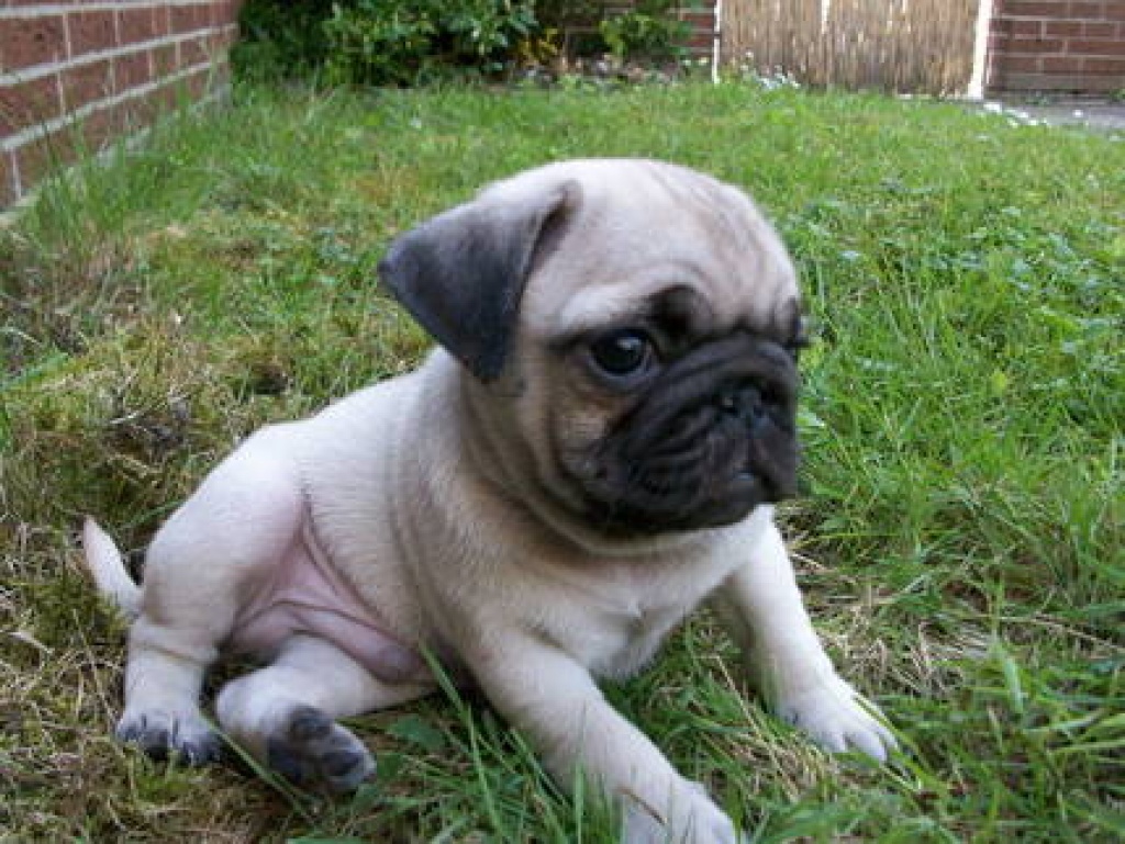 Hunde Rassehunde Mops Tieranzeigen Seite 15