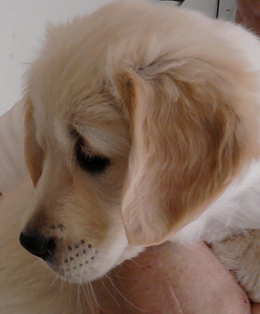 Hunde Rassehunde Golden Retriever Tieranzeigen Seite 4
