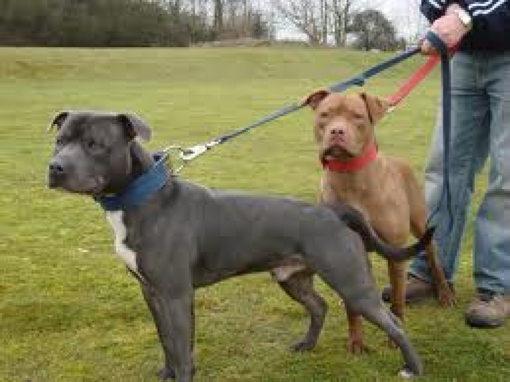 Suche Amstaff Deckrüden Pit Bull