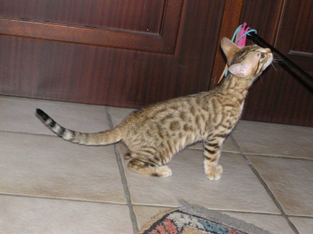 Katzen Rassekatzen Bengal Cat Tieranzeigen Seite 10