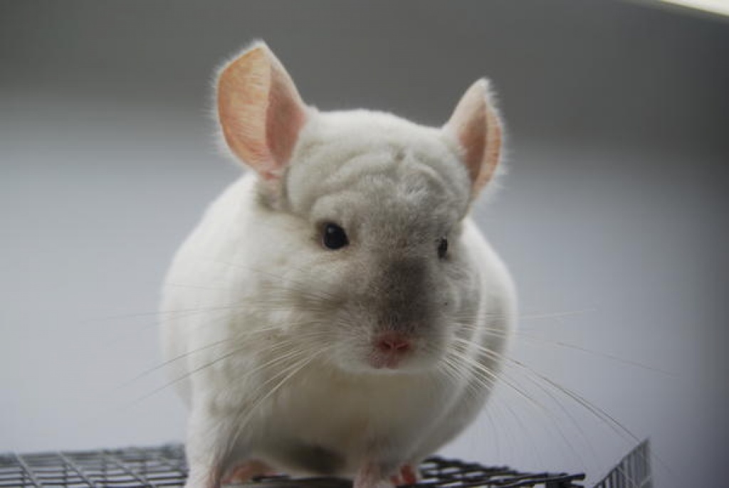 Tieranzeigen Beigeschecken Kleinanzeigen