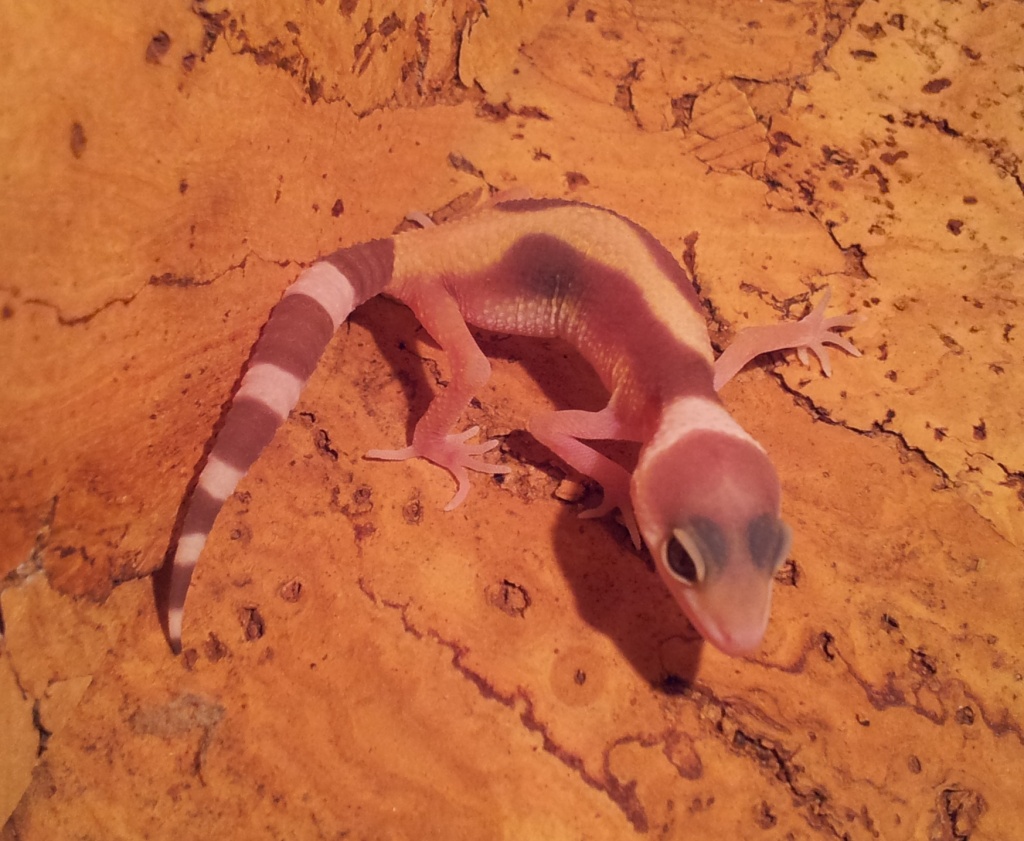 Tieranzeigen Leopardgecko Kleinanzeigen