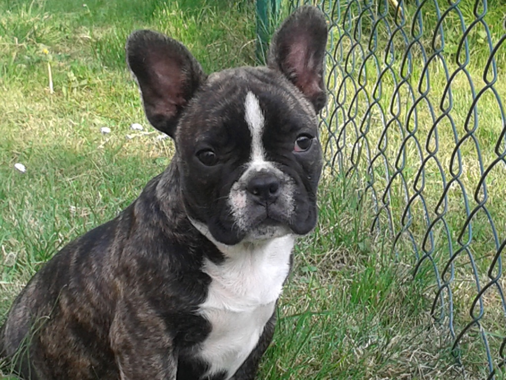Tieranzeigen Bulldoggen Kleinanzeigen