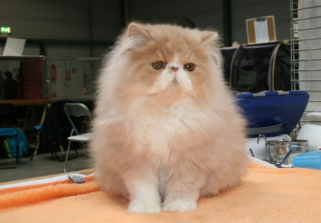 Katzen Tieranzeigen Seite 2