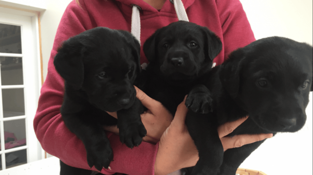 Tieranzeigen Gabrellasuarez Kleinanzeigen