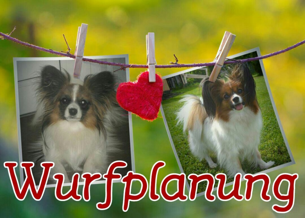 Papillon Hund Züchter Deutschland Papillon Hund