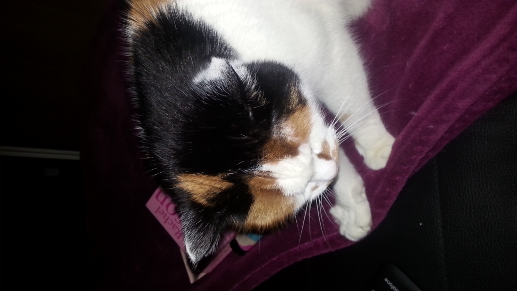 Katzen Hauskatzen Tieranzeigen Seite 1