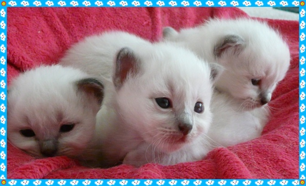 Heilige Birma Katze Kaufen Nrw Birma Katze Red