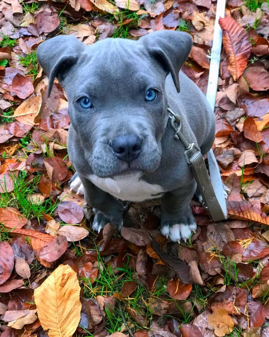 88+ Mini American Staffordshire Terrier Welpen l2sanpiero