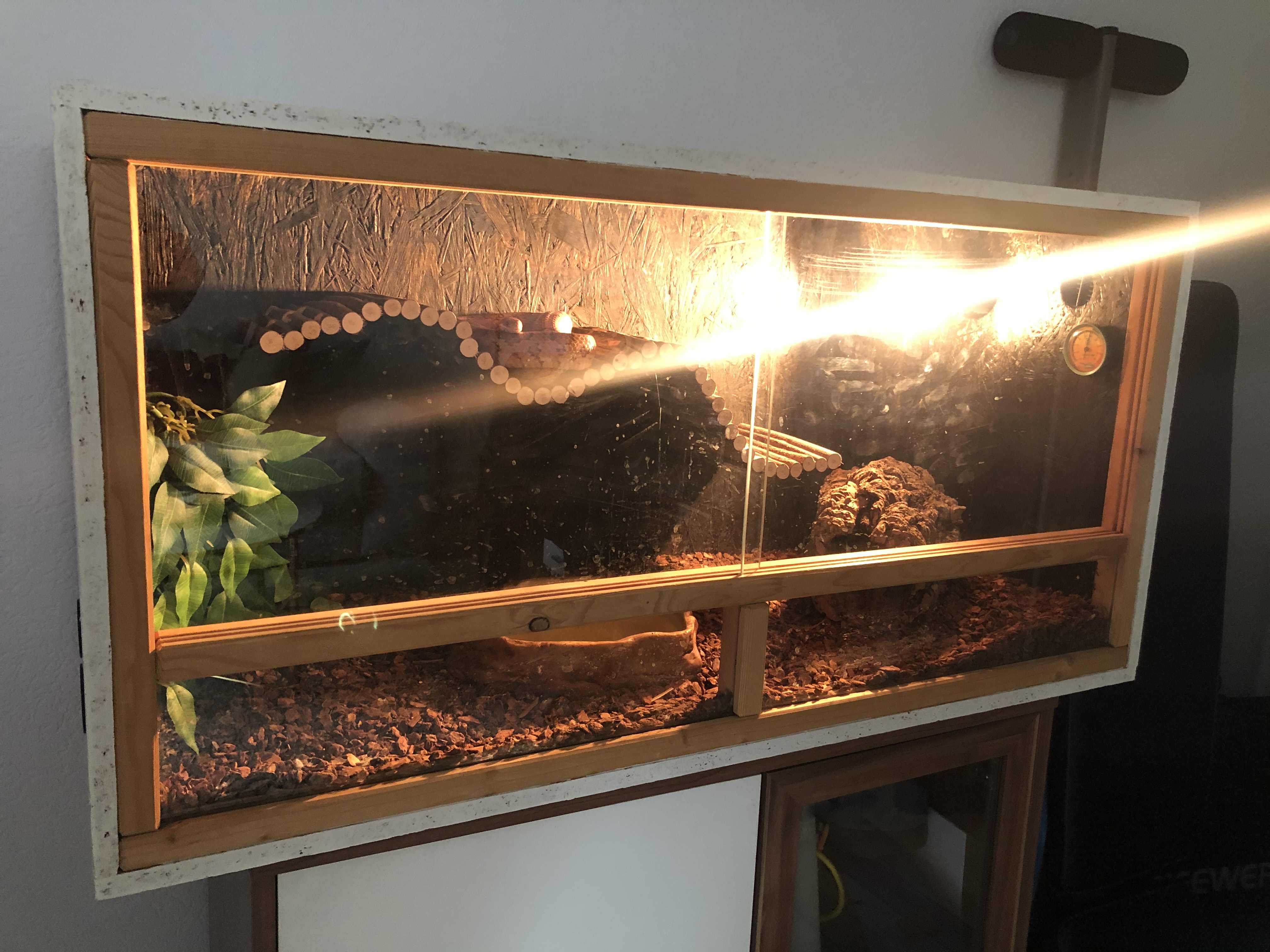 Kornnatter mit oder ohne Terrarium Natter