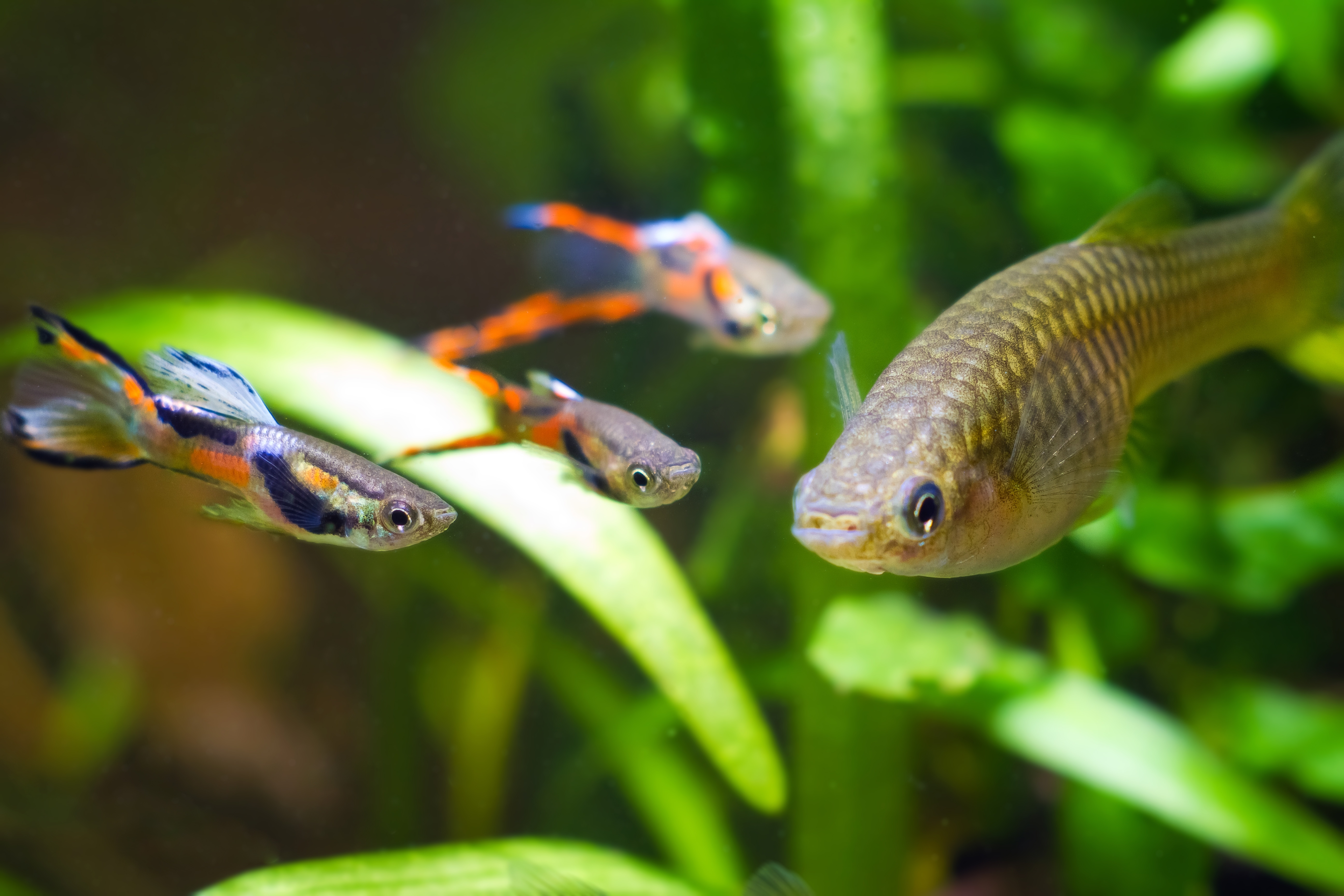 Fische Aquarien Tieranzeigen