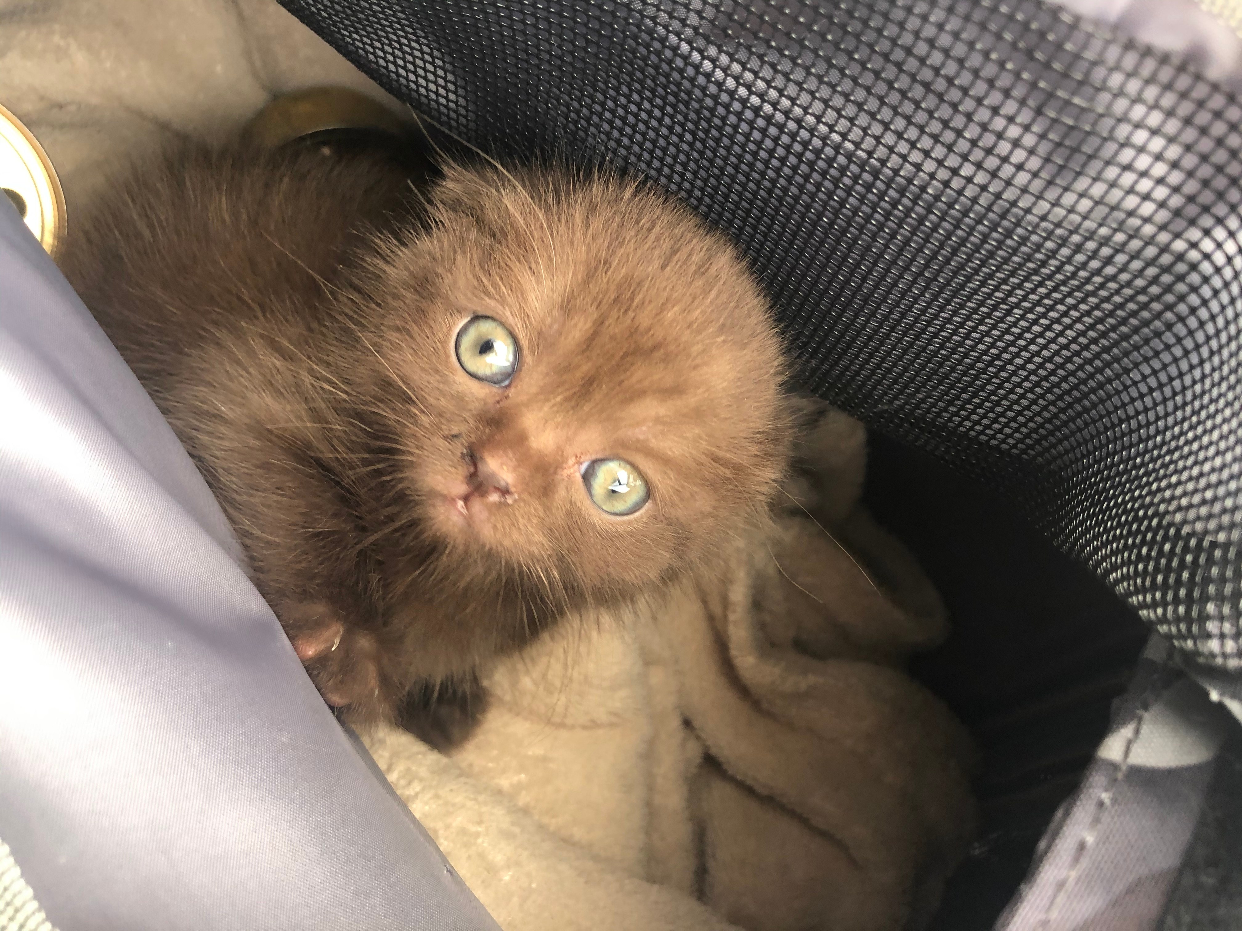 Britisch Kurzhaar Bärchen Kater in braun British Kurzhaar