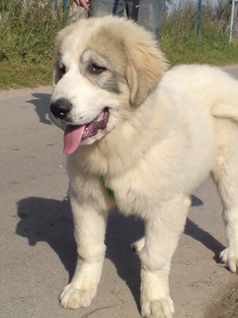 Pyrenäenberghunde Vom RegenbogenBerg VDH/ FCI Leonberger