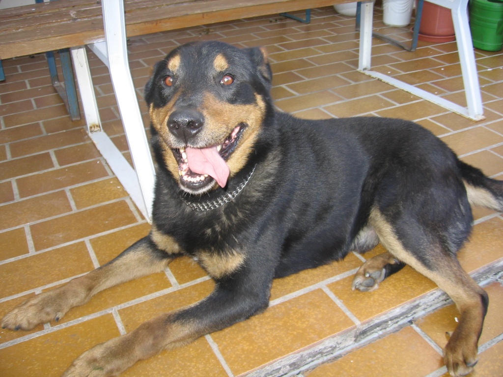 Verschmuster und verspielter Schäferhund / Rottweiler
