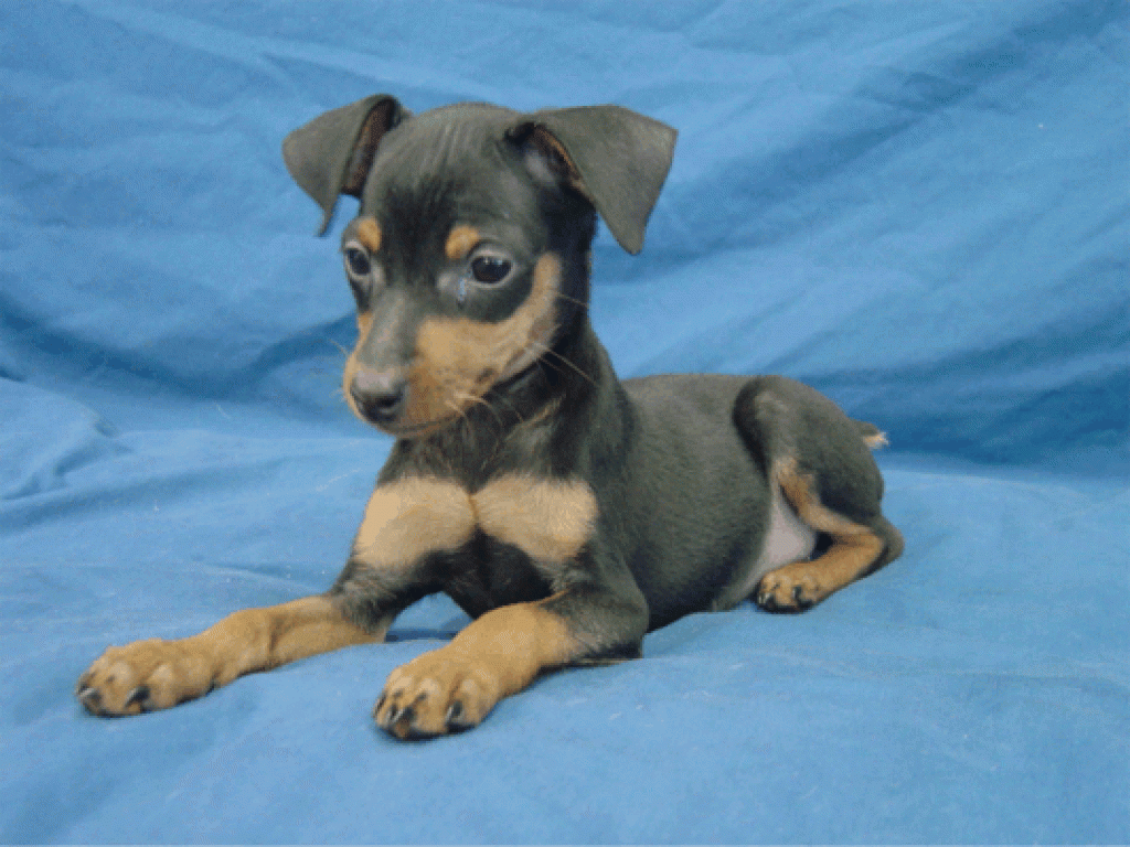 Tieranzeigen Rehpinscher Kleinanzeigen