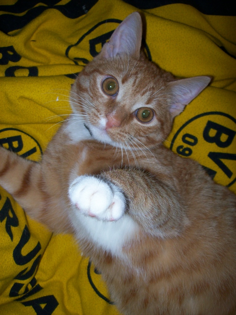 Katzen Hauskatzen Tieranzeigen Seite 57