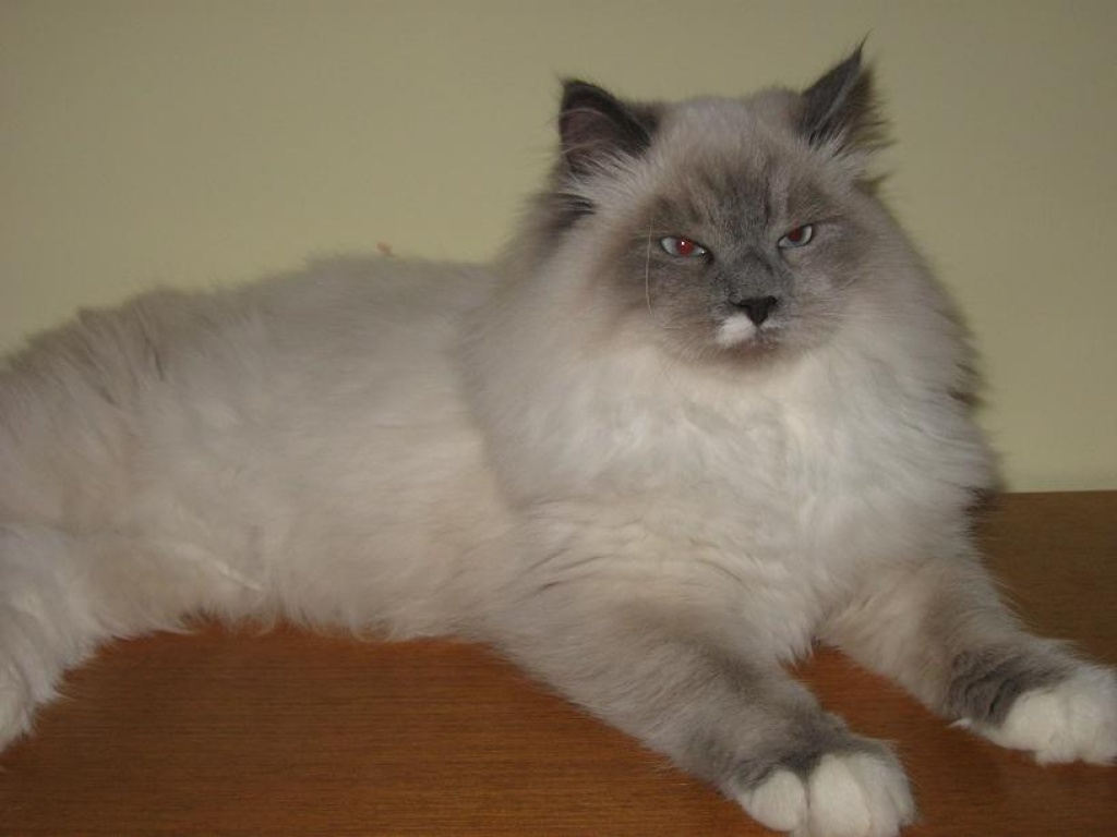 Katzen Rassekatzen Neva Masquarade Tieranzeigen Seite 1