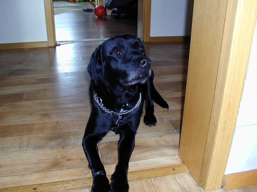 Labrador 4 Jahre alt, schwarz in treue und hände abzugeben Labrador