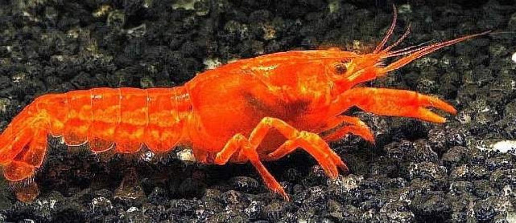 Fische Krebse Tieranzeigen Seite 3