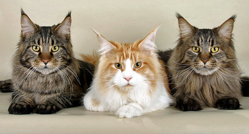 Maine Coon Rassebeschreibung, Geschichte, Wesen und Haltung