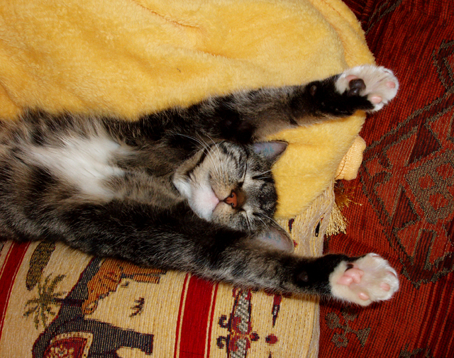 Katzenverhalten Körpersprache und Lautsprache Tierfreund