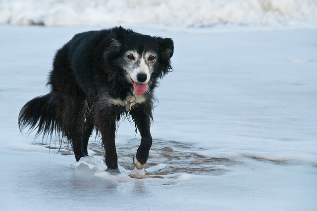 Der Hund im Alter was bedeutet alt? Tierfreund