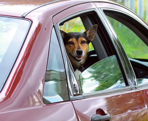 Angst vor dem Autofahren So wird die Urlaubsreise mit dem Hund