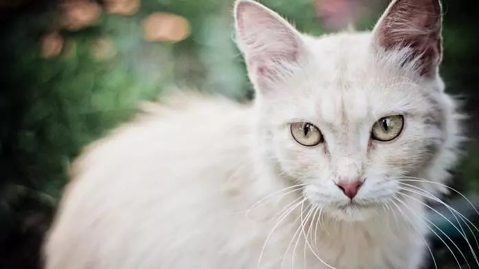 Katze Schilddrüsenüberfunktion Medikamente Kosten information online