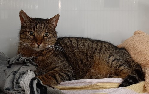 Unsere Katzen Tierheim Dallau