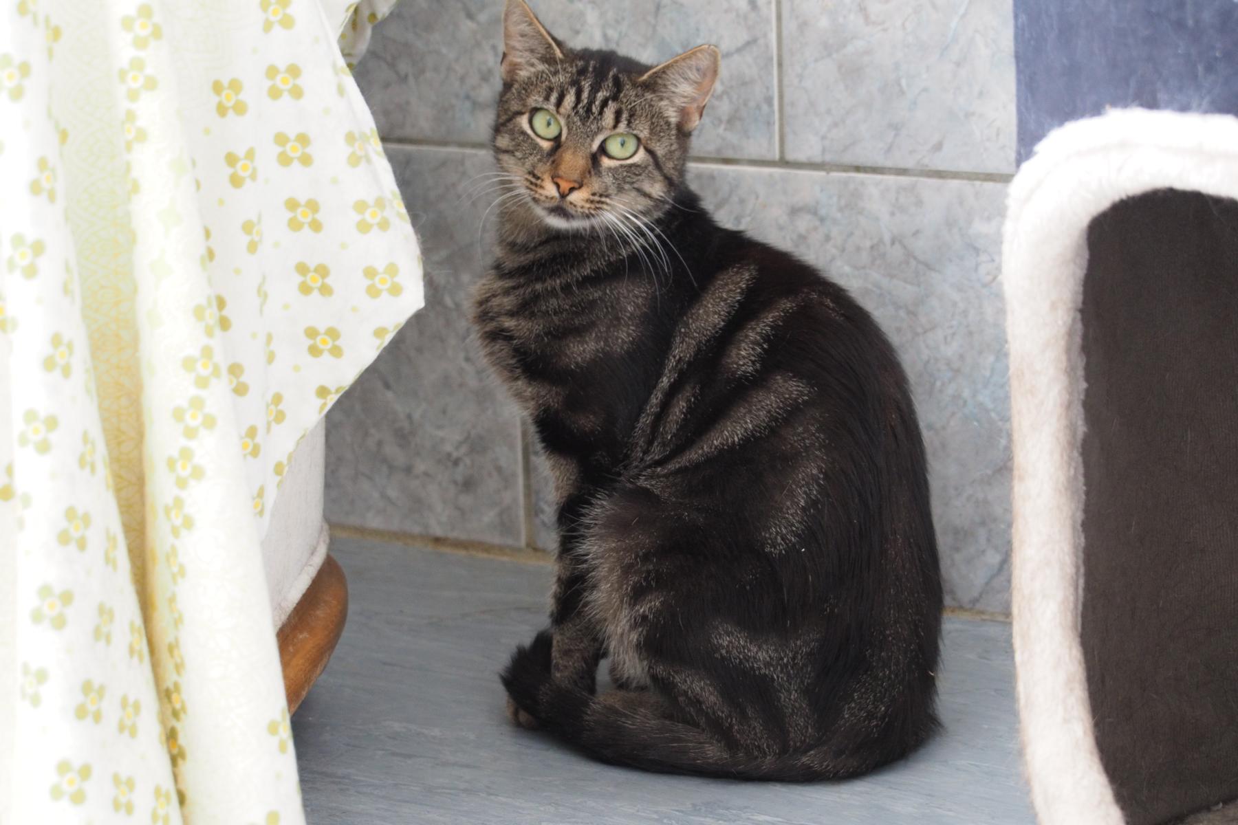 Tierheim Eschwege Katzen