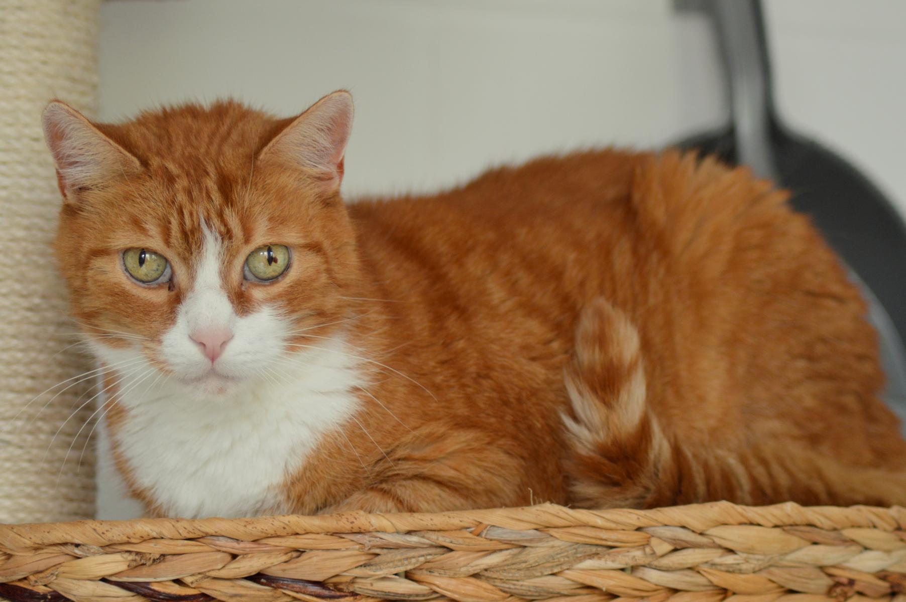 Tierheim Eschwege Katzen