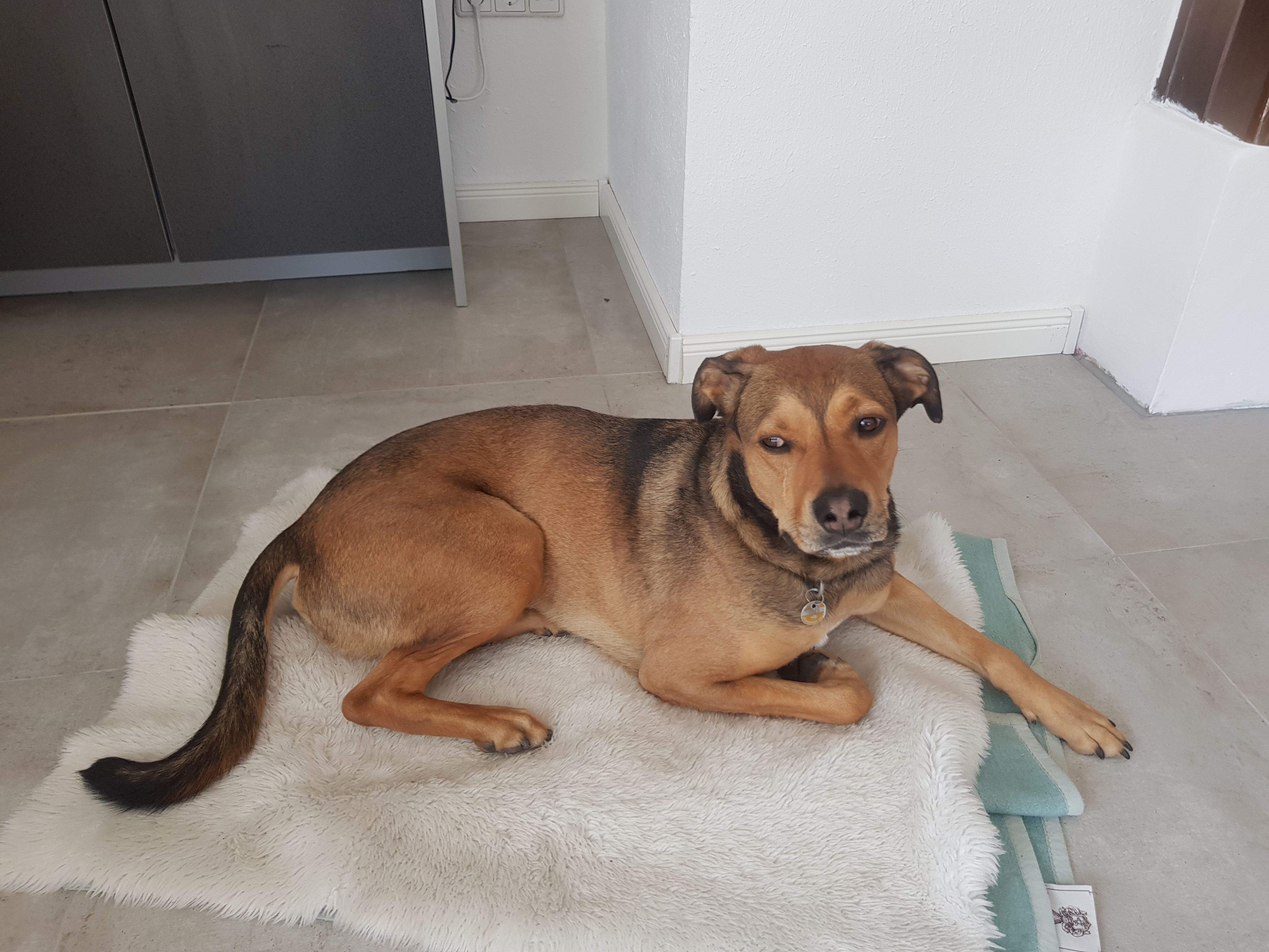 Tierheim Iserlohn Benny