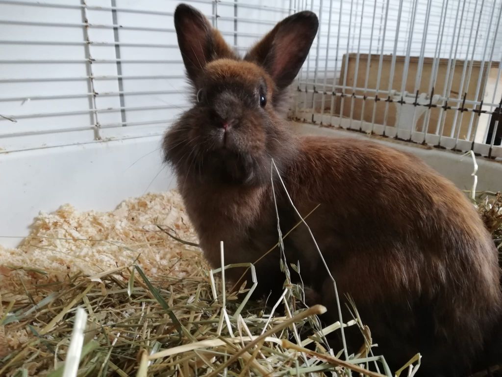 Tierheim Iserlohn Caramel