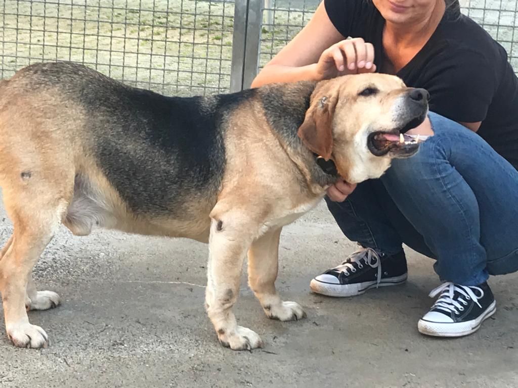 Tierheim Iserlohn Hugo