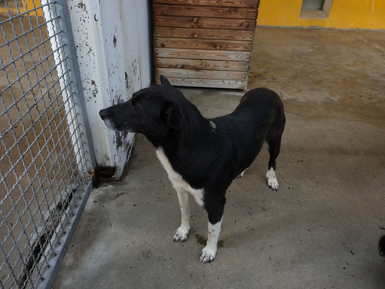 Tierheim Iserlohn Lessy