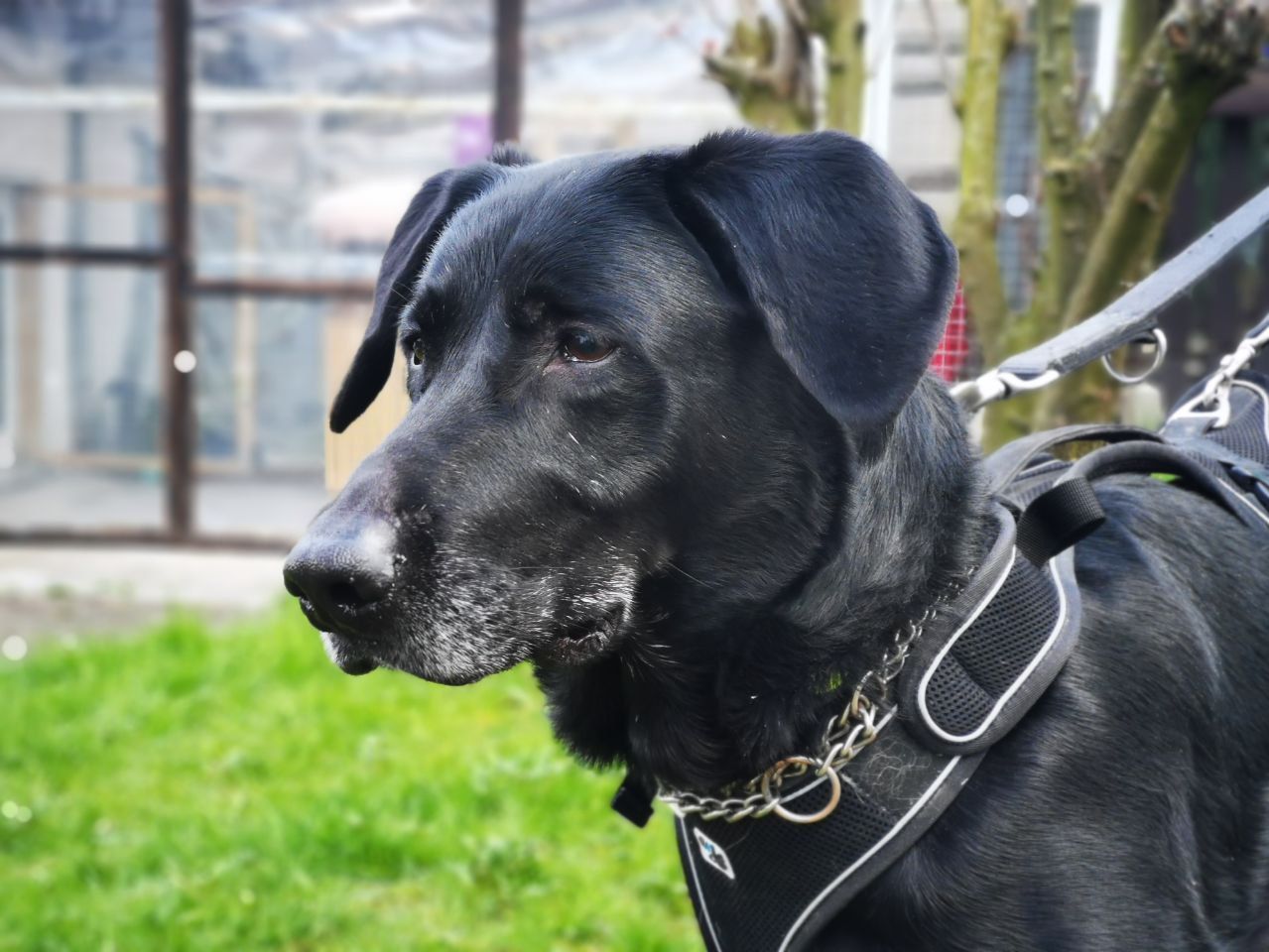 Tierheim Iserlohn Rocky