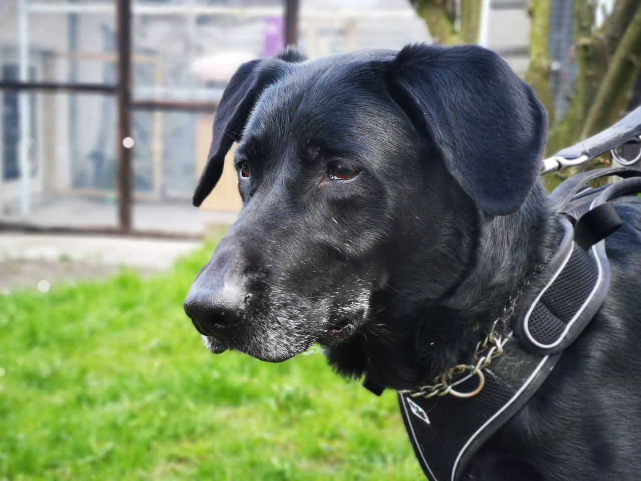 Tierheim Iserlohn Rocky