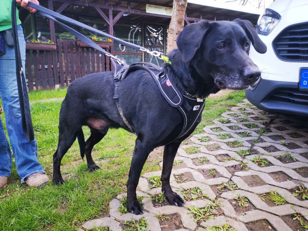 Tierheim Iserlohn Rocky