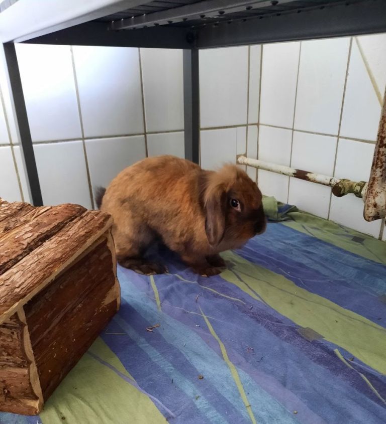 Tierheim Iserlohn Varta