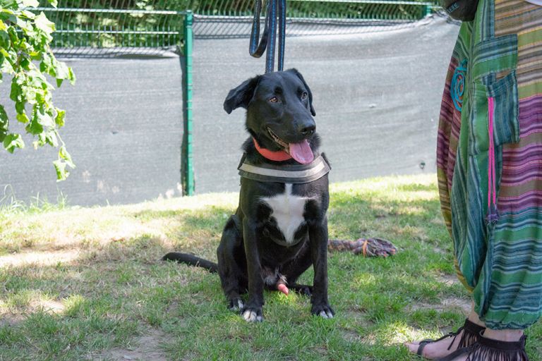 Tierheim Iserlohn Nico