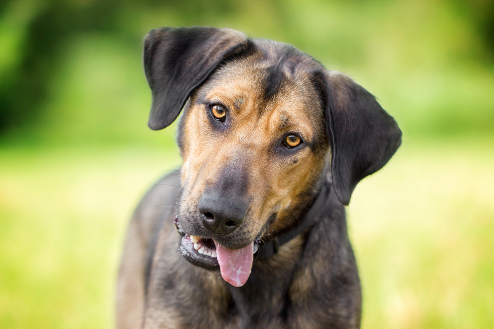 Diana (Schäferhund Labrador Mischling) im Tierheim Karlsruhe